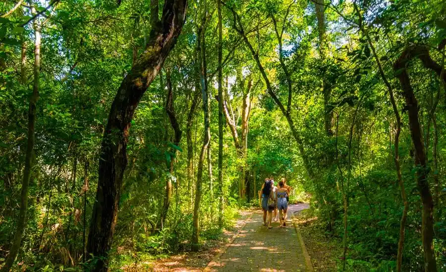 Sendero Verde dentro del Parque Nacional Iguazú